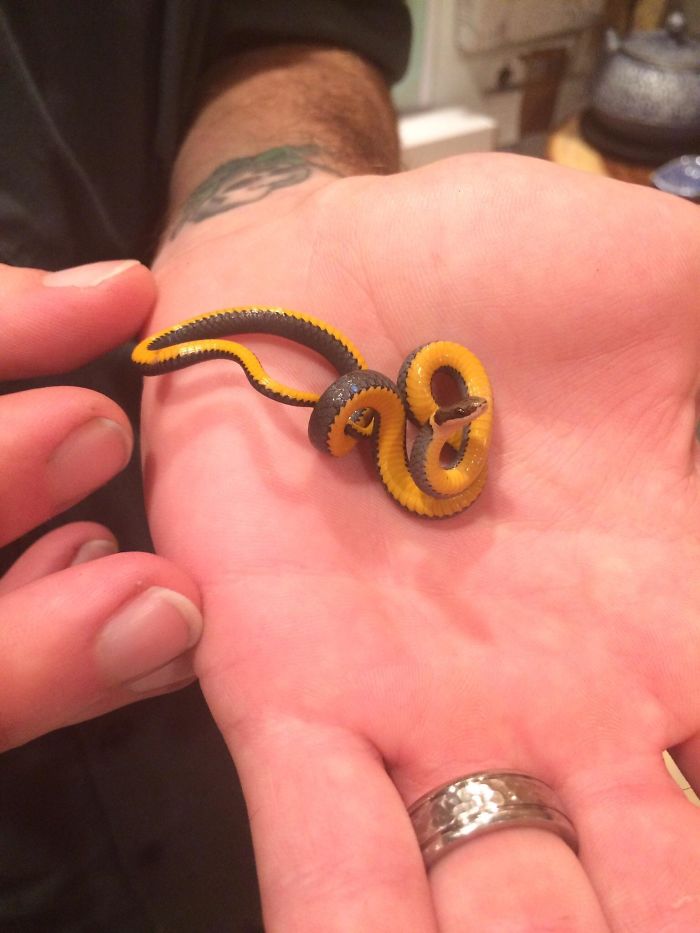 We Posting Cute Snakes Today? Here's A Little Northern Ring Neck I Found Earlier This Season.
