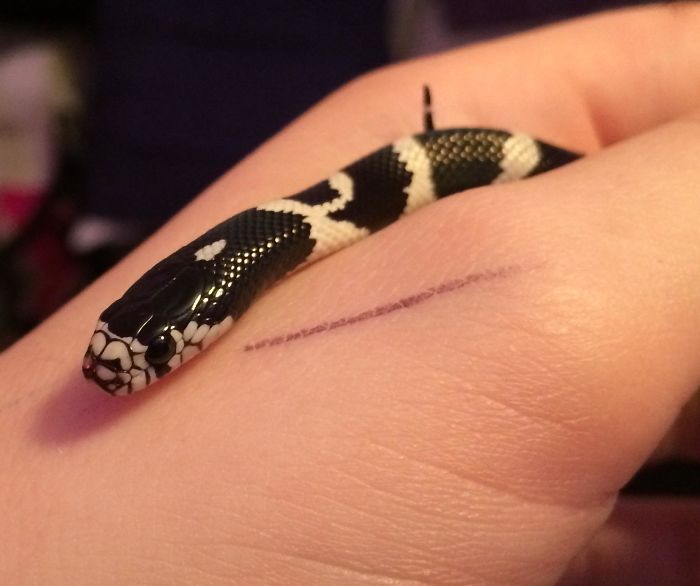 Meet Quinn, The Baby Cali King Snake! Sweet As Candy And Cute As A Button.