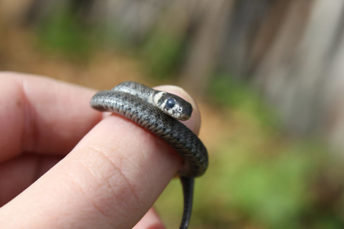 Just A Cute Baby Grass Snake (Natrix Natrix).