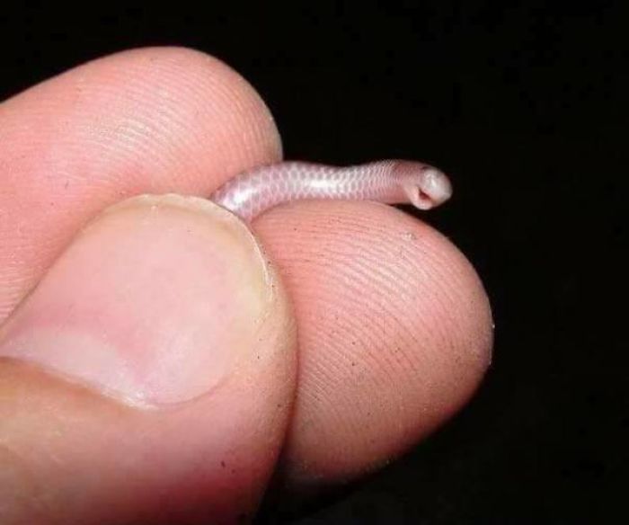 Blind Snek Is A Friendly Snek