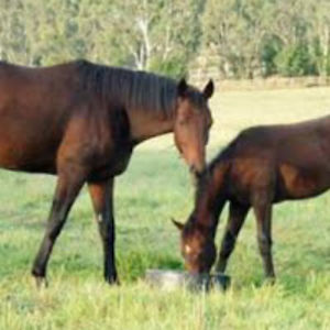 isobellamontagliani avatar