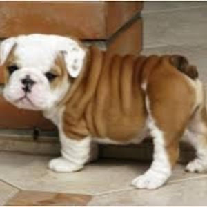 breeannabirdwell avatar