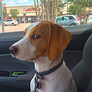 anthonyfalconetti avatar