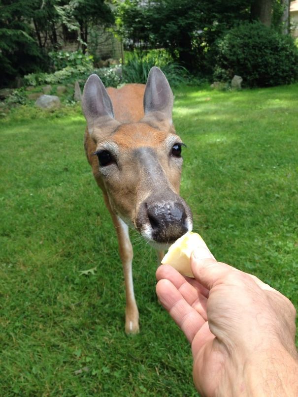 This Girl Has Been Coming To My House For The Past 3 Years To Give Birth And Raise Her Fawn. For Some Reason She Has Fallen In Love With My Dad
