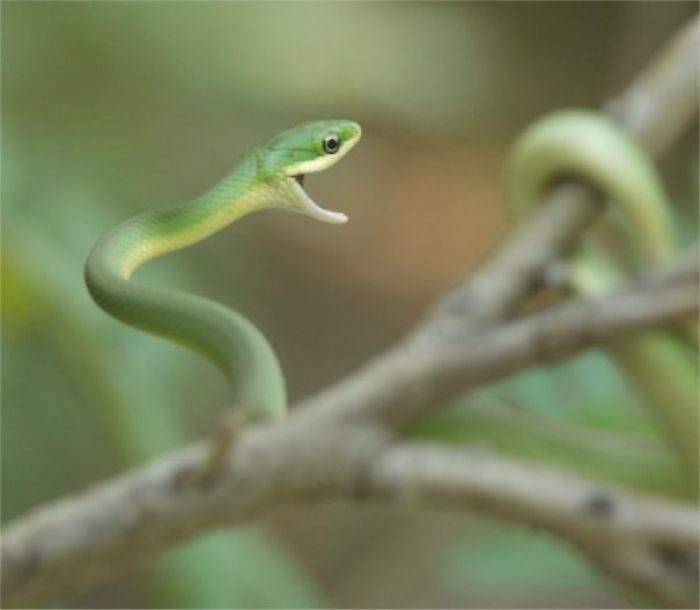 Cute Snek