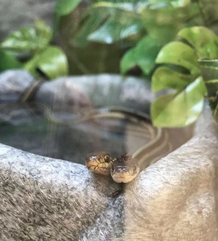 Cutest Heckin Snek Couple Ever