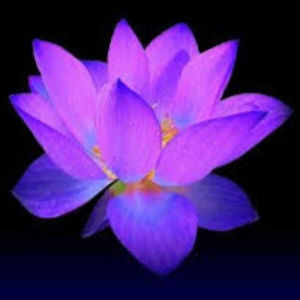 kayleejohnson avatar