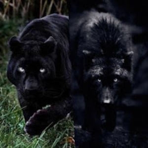 spectralsecretwolfpanther avatar