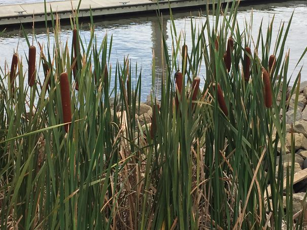 Plant Your Hot Dog Seeds Now To Guarantee A Healthy Bounty For Your Backyard BBQ