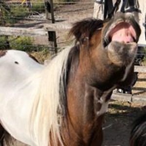 shaggedaslytherin avatar