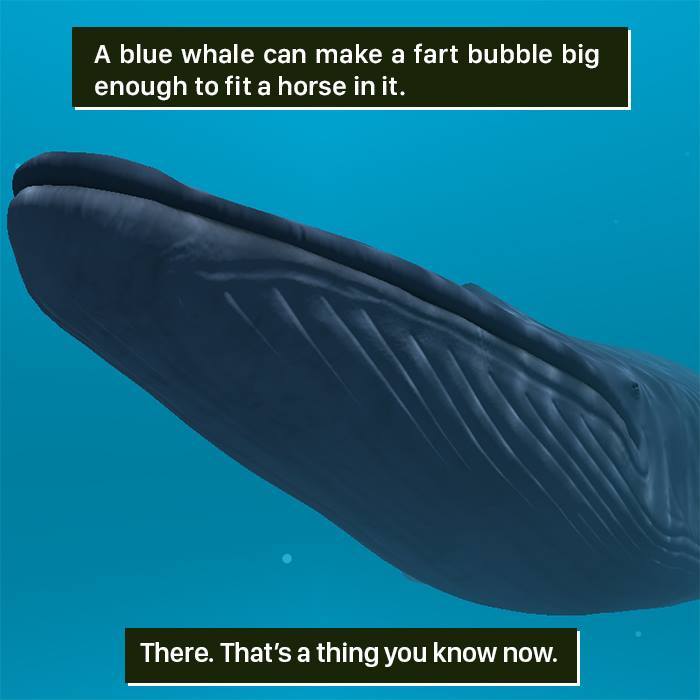 Blue whale underwater showcasing a unique nature fact, highlighting the weirdness of animal behavior in the natural world.
