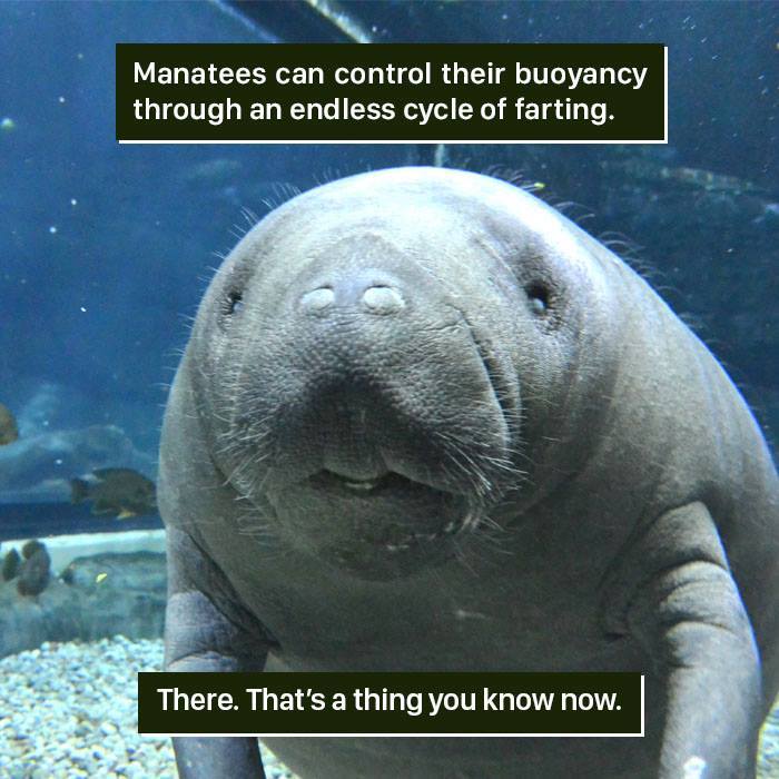Manatee underwater controlling buoyancy through endless cycle of farting, showing weird facts from nature.