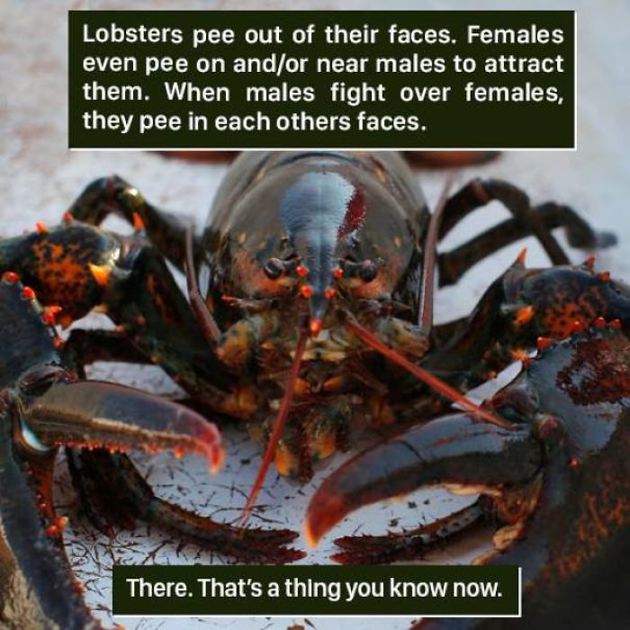Close-up of a lobster illustrating strange nature behavior with lobsters peeing out of their faces, showing weird nature facts.