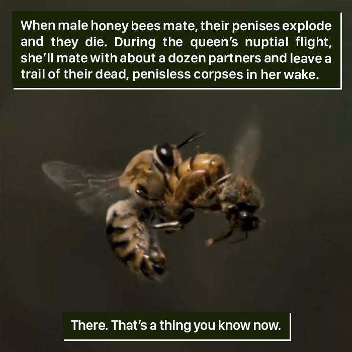 Close-up of mating honey bees, illustrating nature proved it's too weird with their unique and fatal reproductive behavior.