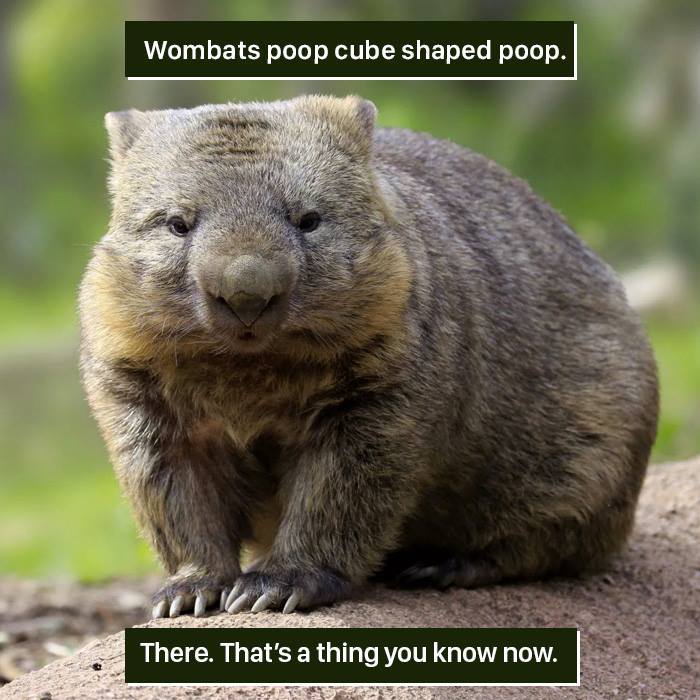 A close-up of a wombat in nature, highlighting the weird fact that wombats produce cube-shaped p**p.