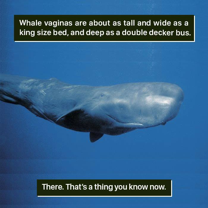 S***m whale swimming underwater, illustrating one of the times nature proved it's too weird for us to handle.