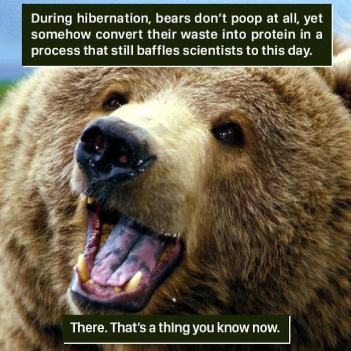 Close-up of a bear with text about its weird nature during hibernation, highlighting strange nature facts and wildlife behavior.