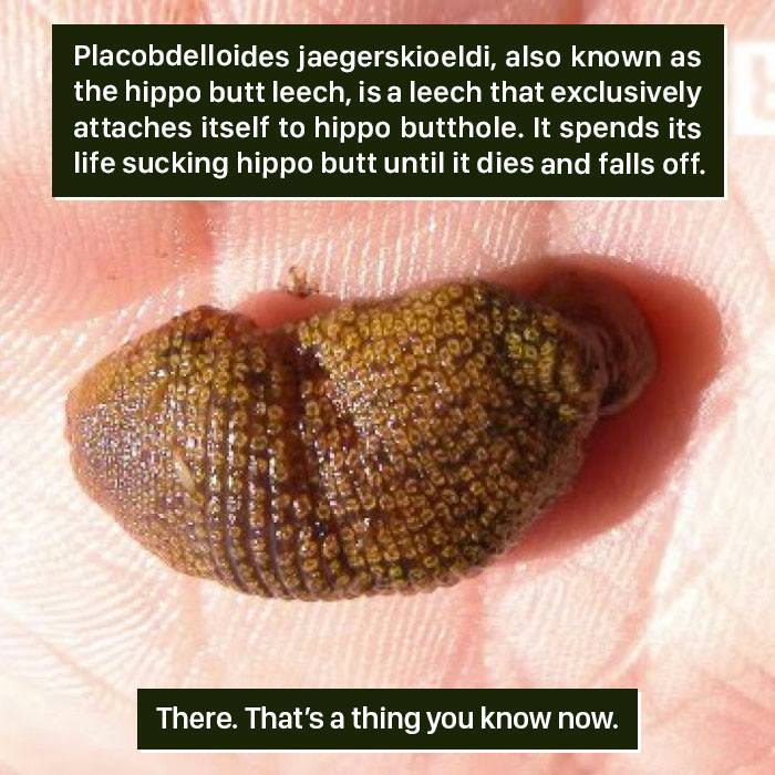 Close-up of a hippo b**t leech on a hand, showing one of nature's weird creatures from the strangest examples.