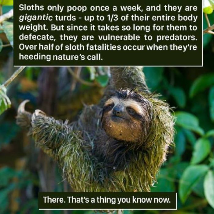 Sloth hanging on a tree covered in moss, illustrating weird nature facts about their rare and risky defecation habits.
