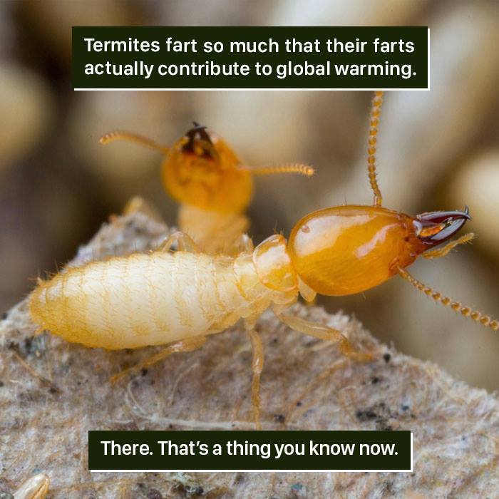 Close-up of termites with a fact about nature proving it's too weird involving termite gas and global warming.