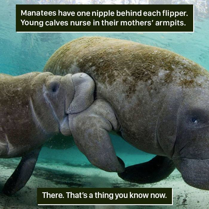 Manatee mother and calf underwater, showcasing unique nursing behavior, an example of nature being too weird to handle.