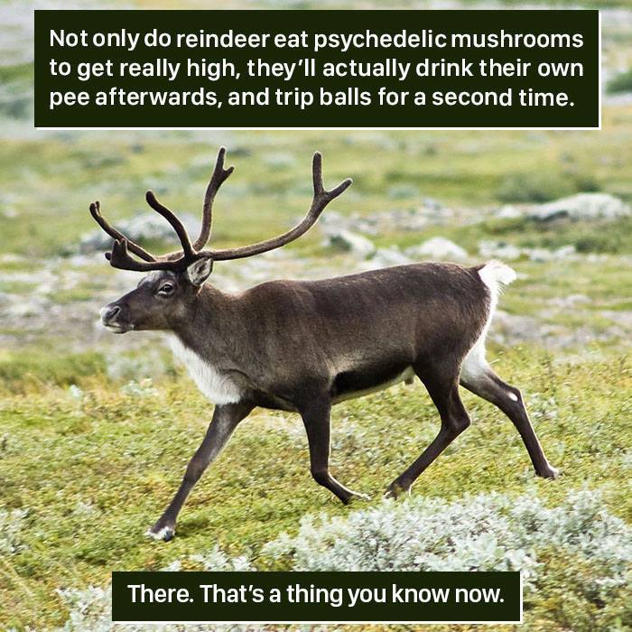 Reindeer consuming psychedelic mushrooms and drinking their own urine showcases nature proving it's too weird for us to handle.