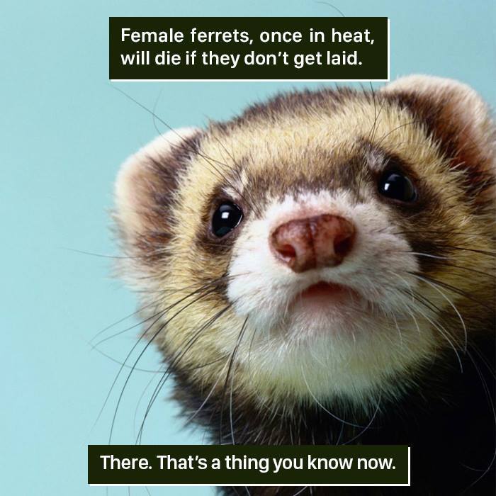 Close-up of a female ferret’s face with text about rare nature facts proving nature is too weird to handle.