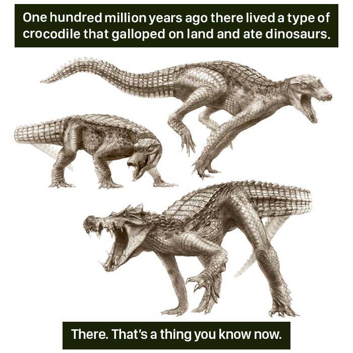 Three illustrations of a prehistoric galloping crocodile that ate dinosaurs, showcasing nature's weirdness and evolution.