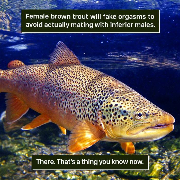 Brown trout underwater, illustrating one of nature's weird behaviors as female trout fake orgasms to avoid mating.
