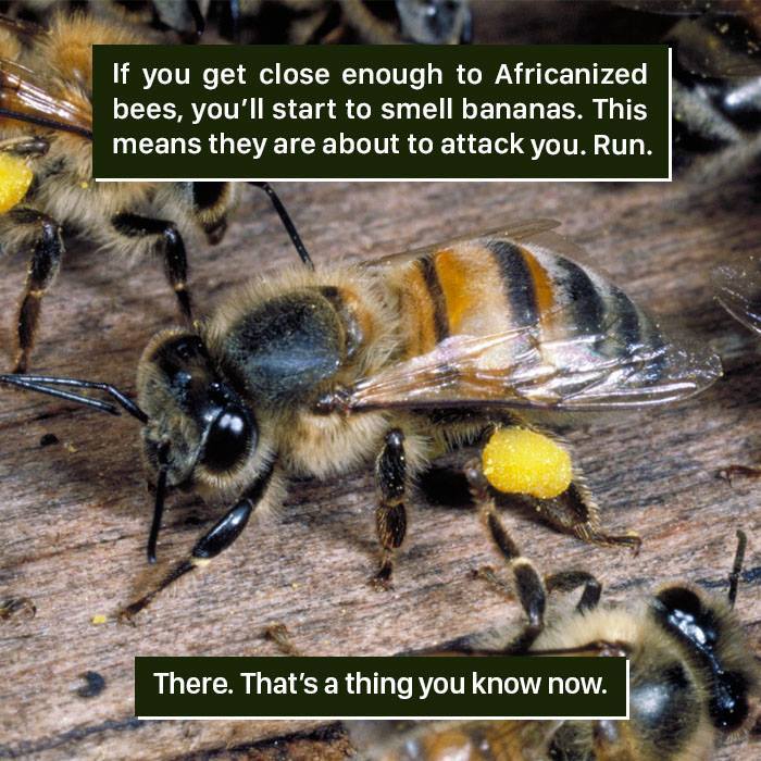 Close-up of Africanized bees with pollen, highlighting a strange nature fact about their banana-like attack warning scent.