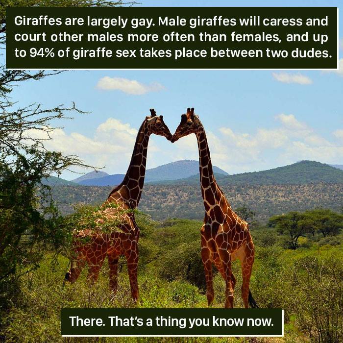 Two male giraffes touching heads in nature, showcasing weird animal behavior found in nature's strange moments.