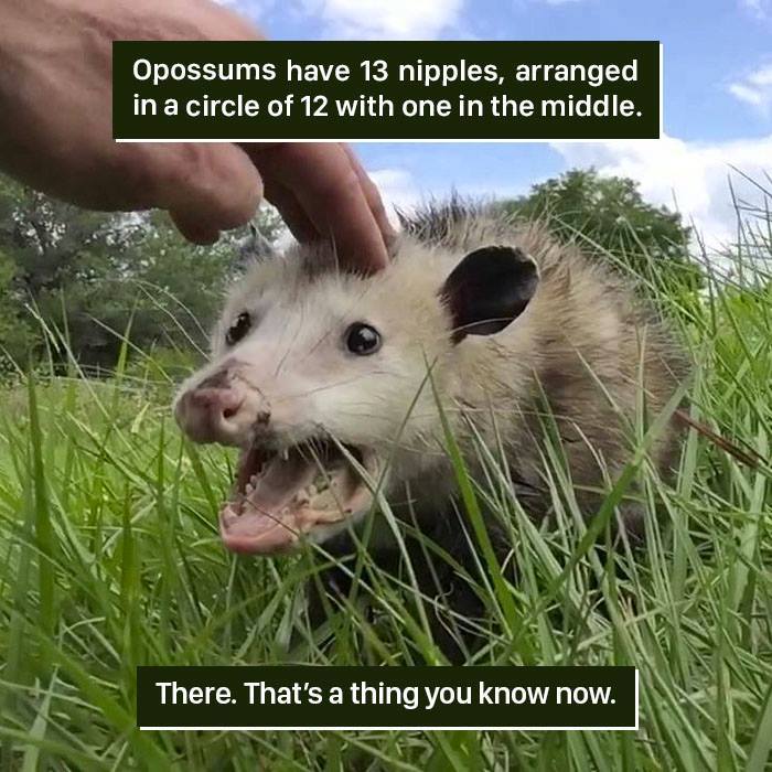 Close-up of an opossum in grass with a hand reaching down, showcasing a weird nature fact about opossum nipples.