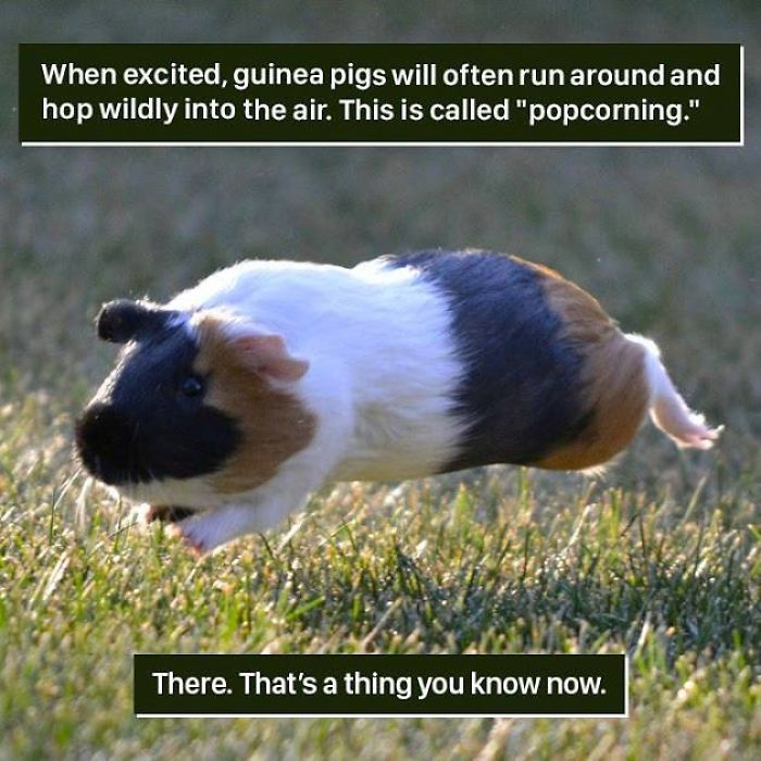 Guinea pig mid-air hopping in grass, demonstrating nature's weird behavior called popcorning in an outdoor setting.