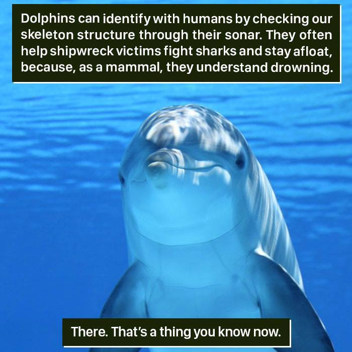 Dolphin underwater showing intelligence and behavior proving nature is too weird for humans to fully understand.