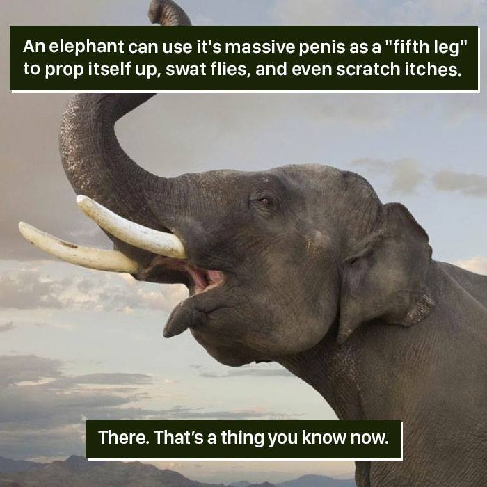 Elephant using its massive p***s as a fifth leg to prop up and swat flies, showing nature is too weird to handle.