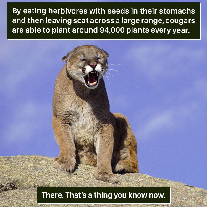 Cougar on a rock with open mouth, showing how nature’s weird behaviors help plant 94,000 seeds yearly through herbivore scat.