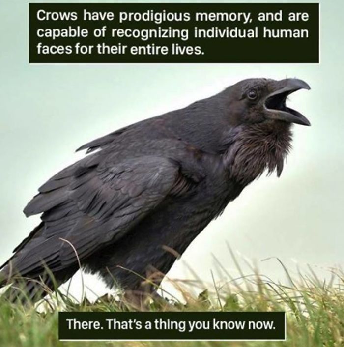 A close-up of a crow on grass illustrating nature's weird memory by recognizing human faces for life.