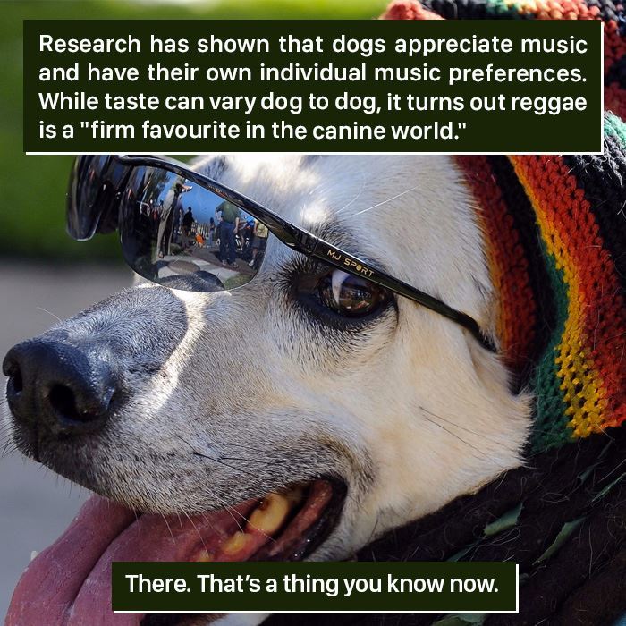 Dog wearing sunglasses and a colorful hat, showcasing one of the weirdest moments nature has proven to us.