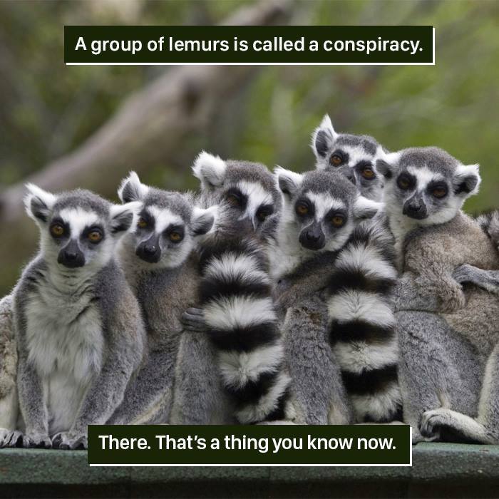 A group of lemurs sitting closely together showing nature's weird and fascinating animal behavior.