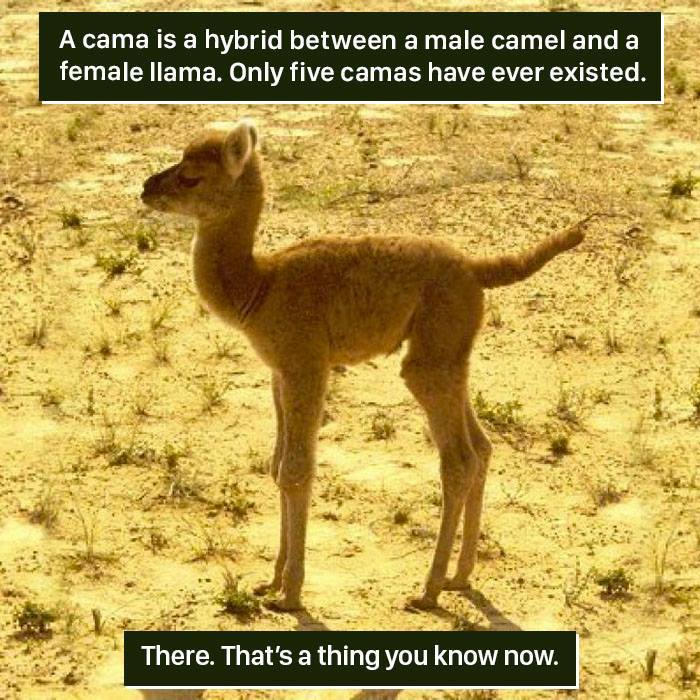 Young cama standing on dry ground, an unusual camel-llama hybrid showing nature proving it's too weird to handle.