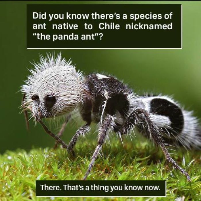 Close-up of the panda ant, a bizarre species native to Chile, showcasing nature's strange and unusual wonders.