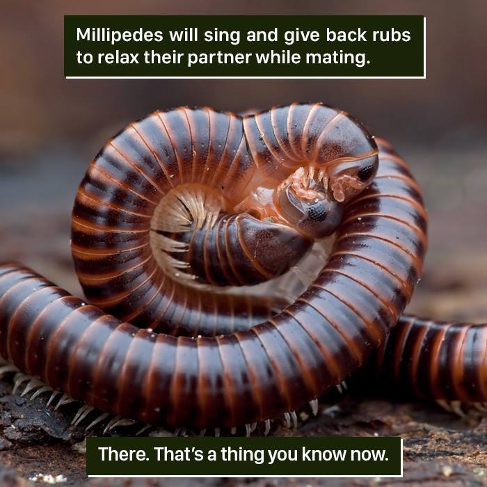 Close-up of a millipede curled up on the ground, showcasing nature’s weird behavior during mating rituals.