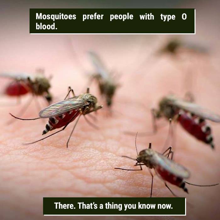 Close-up of mosquitoes feeding on human skin, showcasing one of nature's weird facts related to blood preference.
