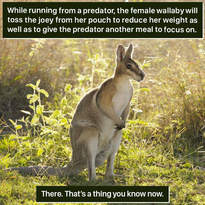 Female wallaby in grassy field demonstrating unusual nature behavior to escape predators in a weird natural survival tactic.