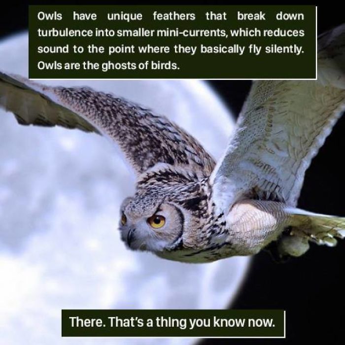 Owl flying silently with unique feathers that reduce turbulence, showcasing nature's weird and fascinating adaptations.