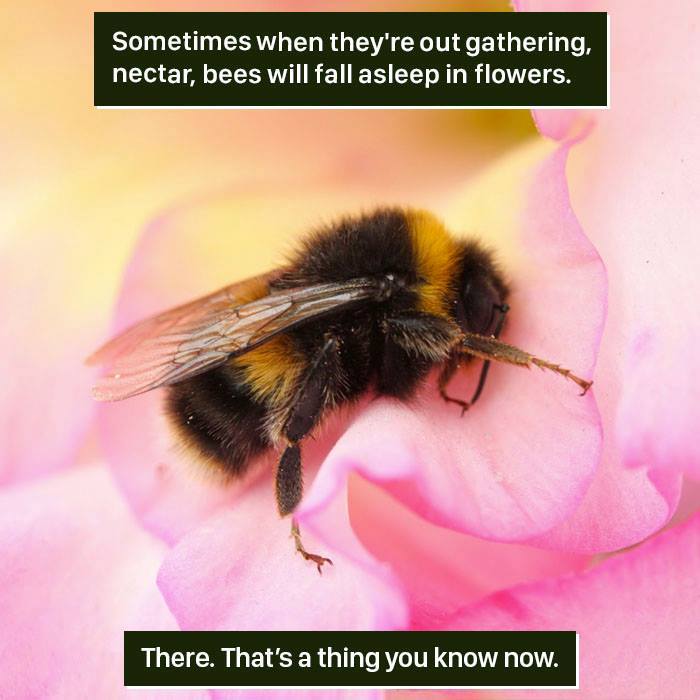 Bee resting asleep inside a delicate pink flower showcasing nature's weird and fascinating behavior.