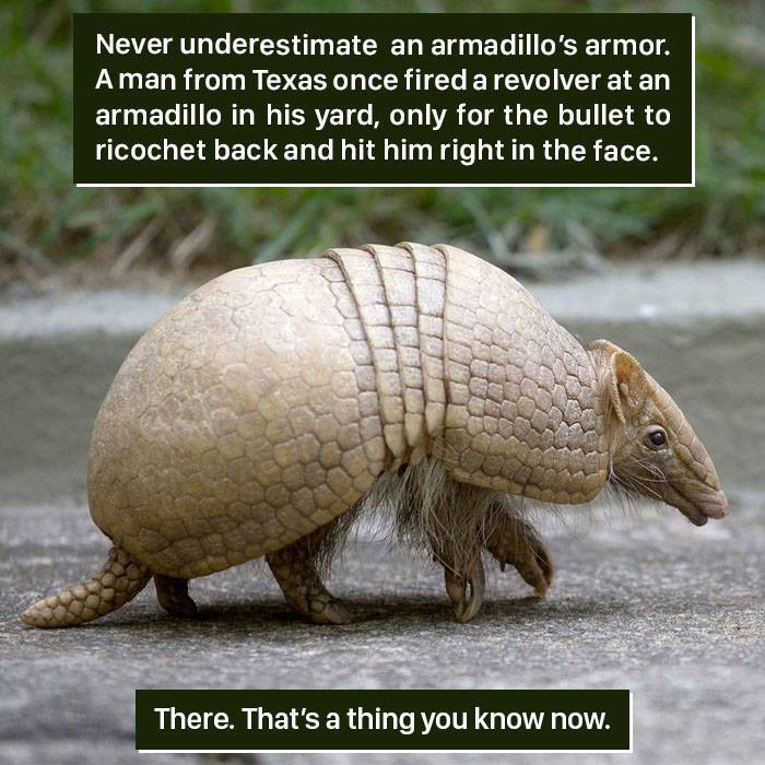 Armadillo showcasing natural armor, illustrating one of the weird nature moments that prove it's too strange for us to handle.