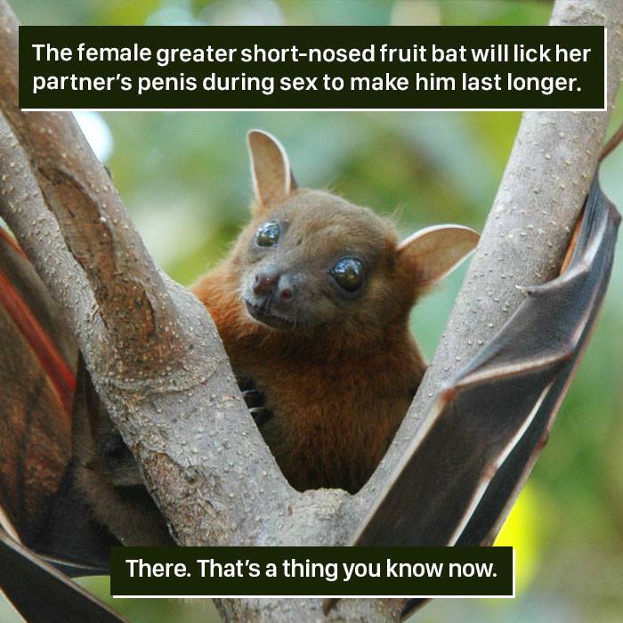 Greater short-nosed fruit bat perched on tree branch showcasing one of nature’s weird behaviors.