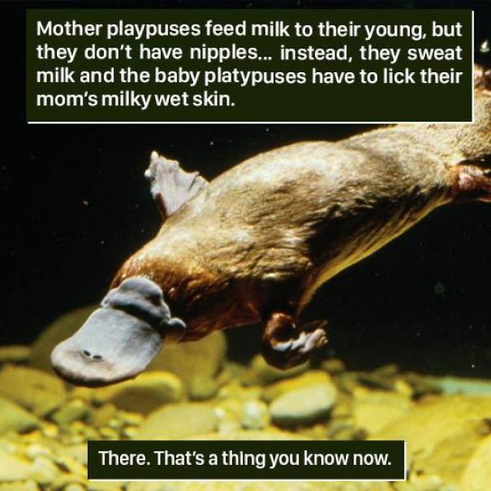 Platypus feeding behavior shows nature's weirdness as mothers sweat milk for babies to lick on their skin.