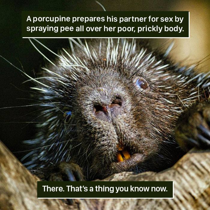 Close-up of a porcupine with quills highlighting weird nature behavior too strange for humans to handle.